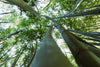 Bamboe: het duurzame alternatief voor uw huishoudelijke spullen