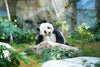 Waarom eten panda’s bamboe?